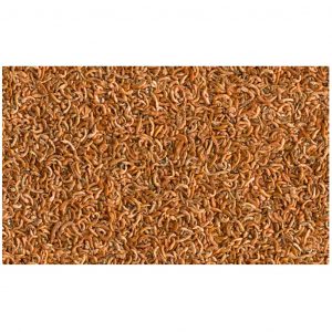 TETRA GAMMARUS Tetra