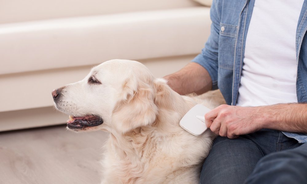 aiuto quanti peli, boli di pelo, muta,