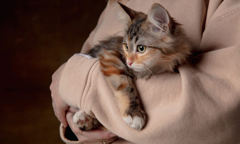 La storia di Veronica e Katy - adottare un gatto - salvare un gatto -