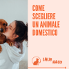 Come scegliere il tuo animale domestico - cani di piccola taglia - Gatto American Shorthair -