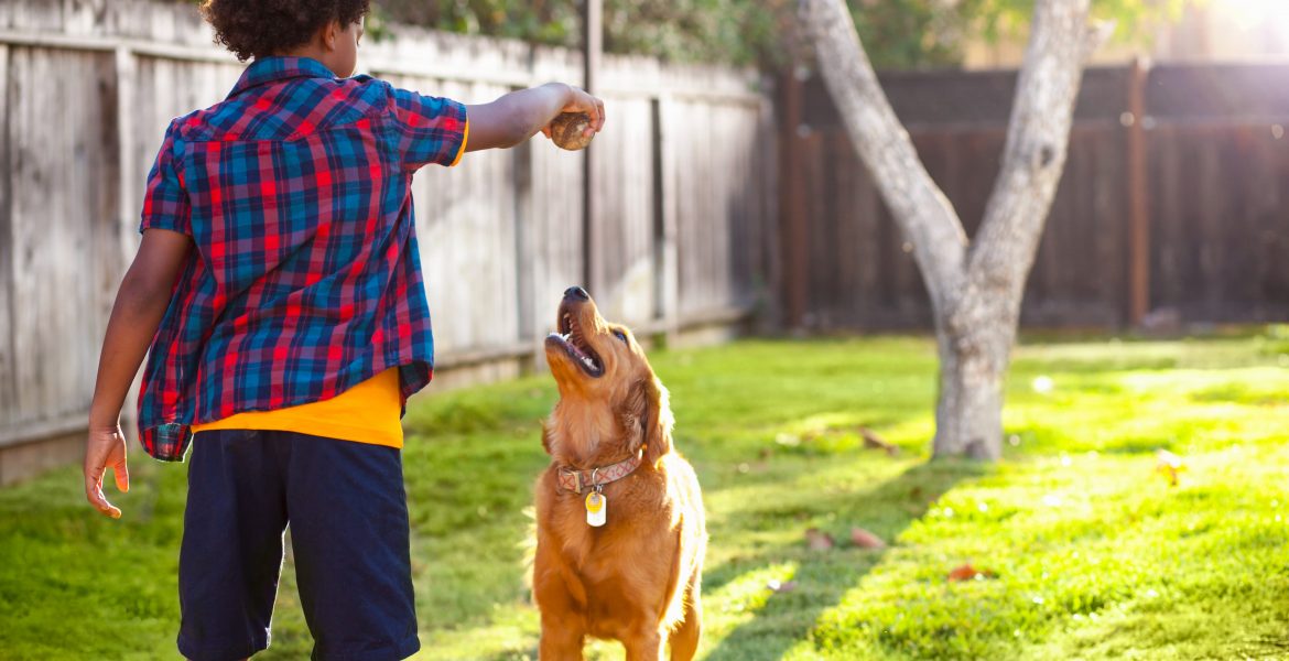 Addestramento cane, addestramento gatto, come addestrare il gatto, educare il cane, adestrare uccelli domestici, come addestrare il criceto, premiare il cane, snack per cani, labrador retriever, addestrare il pastore tedesco, addestrare il chihuahua,