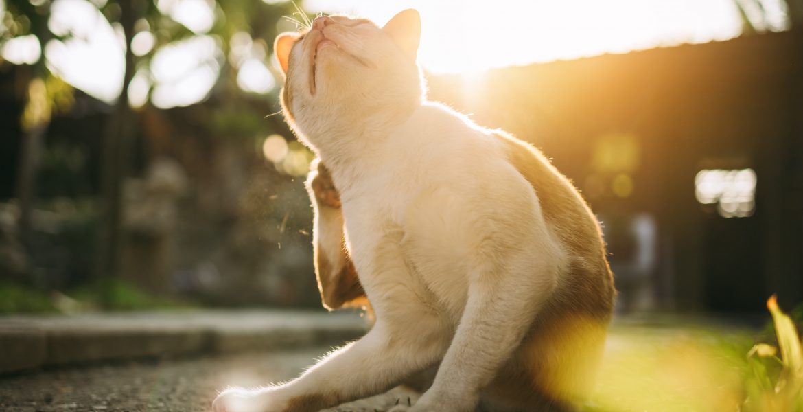alimentzione del gatto, intollerance del gatto, allergie del gatto, nutrizione e alimentazione nel cane e nel gatto, alimentazione del gatto, alimentazione del gatto sterilizzato, alimentazione del gatto castrato, royal canin per gatto, royal canin vdiet, forza 10 regular diet gatto, cibo monoproteico gatto, cibo hipoallergenic gatto,