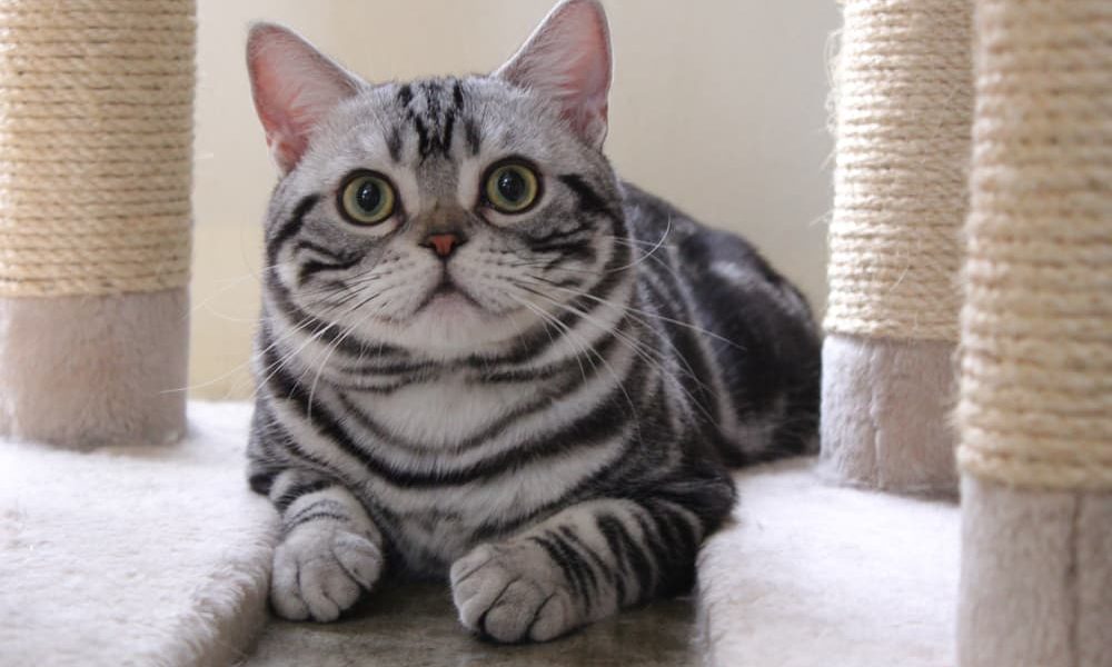 American Shorthair, gatto americano, American Shorthair allevamenti, American Shorthair prezzi, cibo per American Shorthair, american shorthair prezzo,