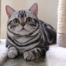 American Shorthair, gatto americano, American Shorthair allevamenti, American Shorthair prezzi, cibo per American Shorthair, american shorthair prezzo,