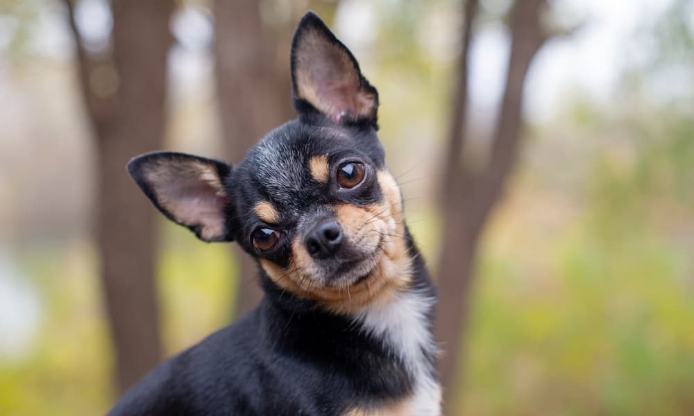 Chihuahua, cani di piccola taglia, problemi chihuahua, cibo per chihuahua, puppy, medium, small, crocchette cani, cibo x cani, gioco per chihuahua