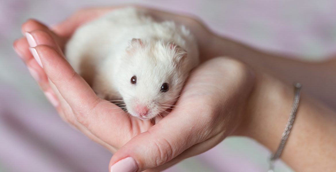 porcellini d'india, porcellino d india, porcellino d'india gigante, criceti, criceto siberiano, criceto dorato, mangime per criceti, cibo x porcellini d'india, gabbia roditori, giochi roditori, criceti o porcellini d'india,