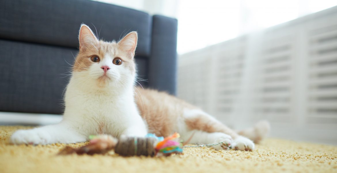 giochi per gatti, canna gioco gatto, cannette per gatti, luci leg gioco gatto, giochi gatto, l'istinto del gatto, gatto europero, gatto domestico,