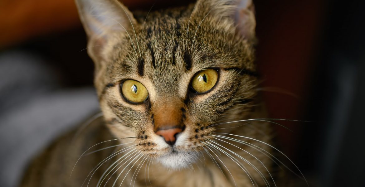 il gatto eurupeo, il gatto europero tigrato, il gatto soriano europeo, europea tricolore,