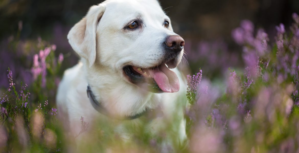 Labrador retriever, cucciolo di labrador, il labrador, cani grandi, carattere del labrador,