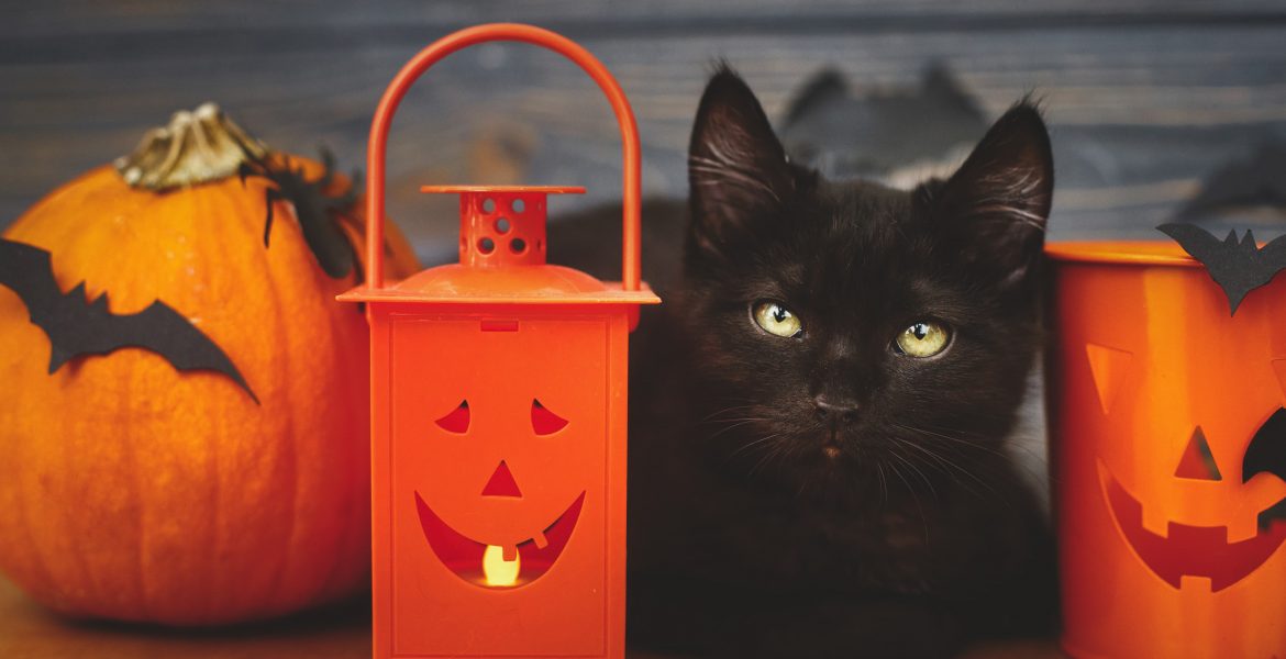 Micetti, Micetto, Micetta, gatto nero, gatti neri, superstizione gatti,