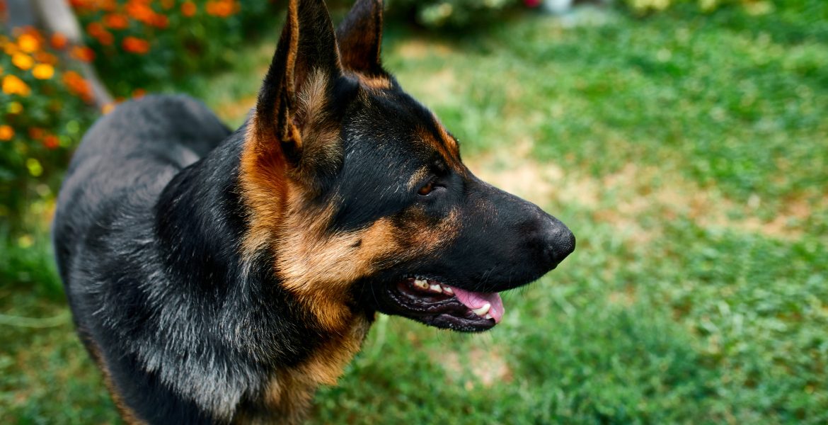 cane da pastore tedesco, pastore tedesco, pastore tedesco cucciolo, pstrore tedesco nero, cucciolo pastore tedesco, pastori tedeschi,