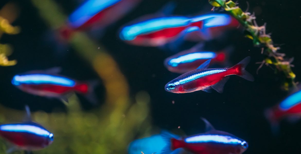 pesci esotici, pesci tropicali, mangimi per pesci, acquariologia passione, pesci d'acqua dolce,