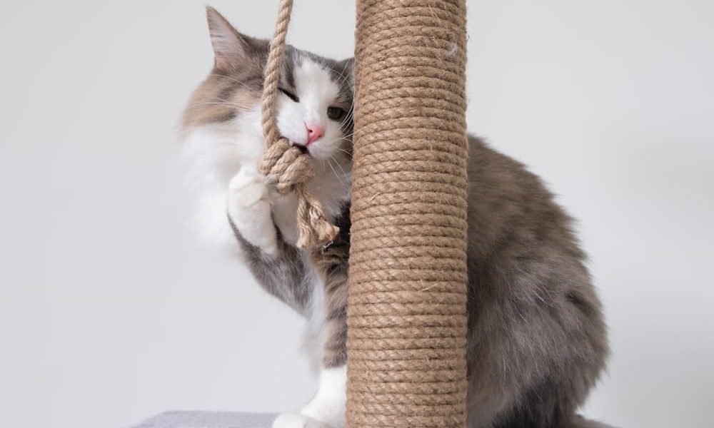 Tiragraffi, tirafraffi verticale, tirafraffi in legno, tiragraffi in cartone, tiragraffi x gatti, gioco tiragraffi