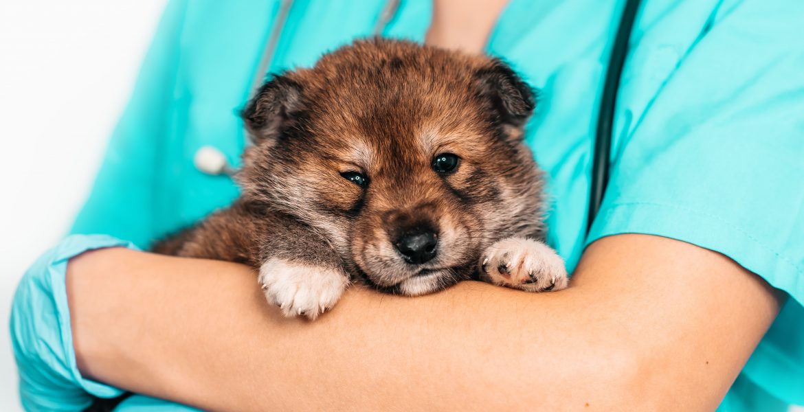 veterinario, veterinaria, clinica veterinaria, veterinari, veterinario vicino a me, alimentazione veterinaria, consigli veterinari, ho bisogno di un veterinario,