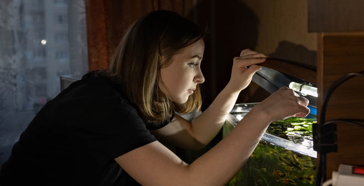 Pesci tropicali, pesci tropicali colorati, pesci tropicali aggressivi, pesci da acquario, pesci tropicali d'acuqa dolce, acquario in casa,