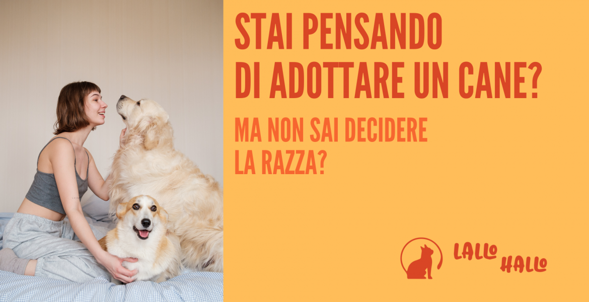 blog lallohallo.com, blog lalloso,