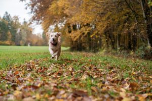 Cane piccolo attività - Lallo Hallo