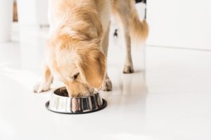 Cane grande alimentazione - Lallo Hallo