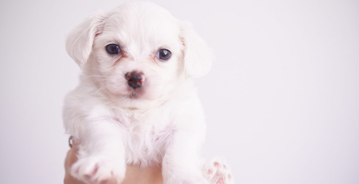 cuccioli di cane in regalo, teneri cuccioli di cane, cucciolo di cane, cuccioli di cane, cosa mangia un cucciolo di cane, cucciolo di cane in casa,