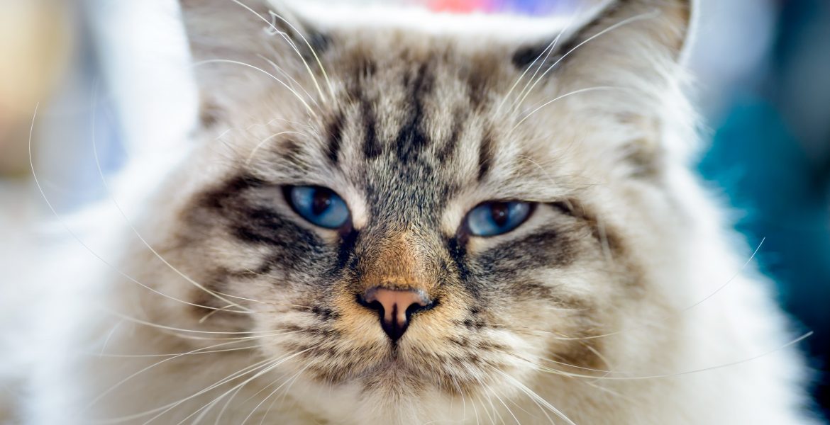Boli di pelo nei gatti, boli di pelo gatto sintomi, boli di pelo gatto rimedi naturali, bolo via candioli, boli di pelo gatto,