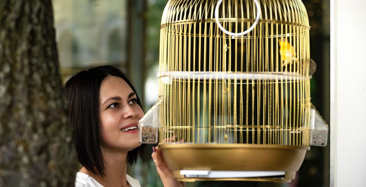 Canarini domestici, canarino domestico razza, canarino domestico longevita, canarino domestico,