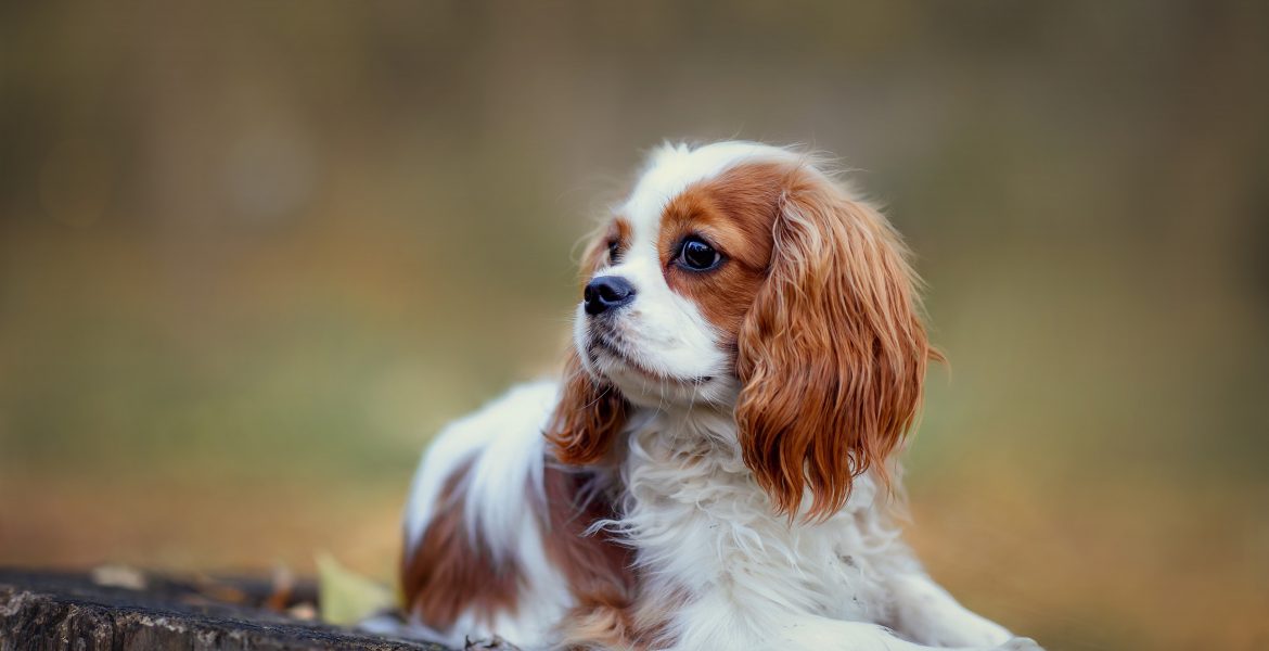 cavalier king, cavalier king charles spaniel, cavalier king cucciolo, cavalier king prezzo,