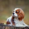 cavalier king, cavalier king charles spaniel, cavalier king cucciolo, cavalier king prezzo,