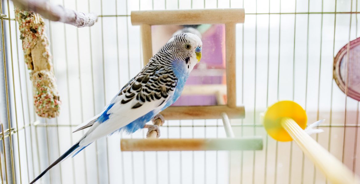 gabbia per uccelli, gabbie per uccelli, accessori per gabbie, giochi per uccelli, giochi da gabbia, giochi pr pappagalli, snack per uccelli, mangime per uccelli,