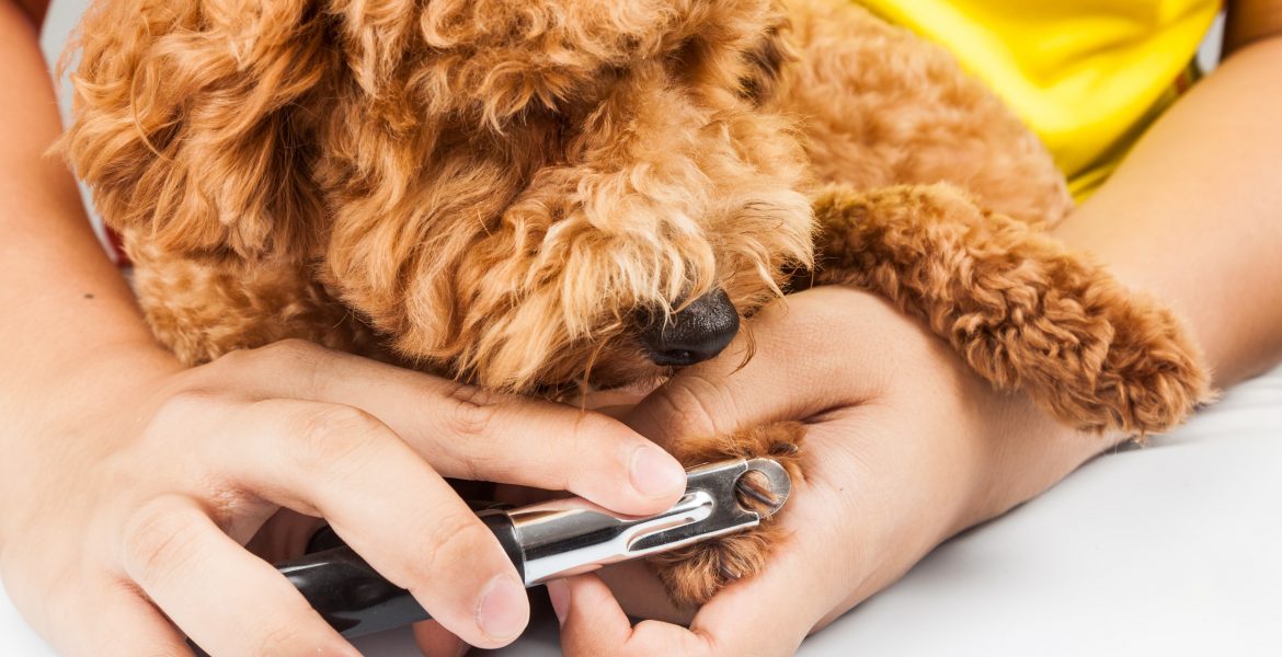 come tagliare le unghie al cane, come tagliare le unghie al cane in casa, come tagliare le unghie al cane che non vuole, come tagliare le unghie al cane con le tronchesine,
