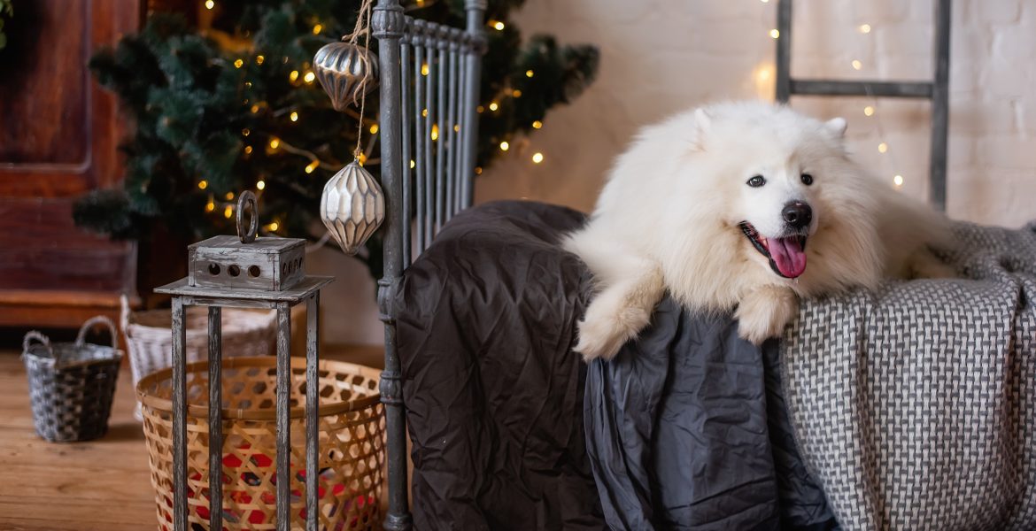 perchè i cani hanno paura dei botti, cosa fare quando i cani hanno paura dei botti, i cani hanno paura dei botti, tutti i cani hanno paura dei botti,