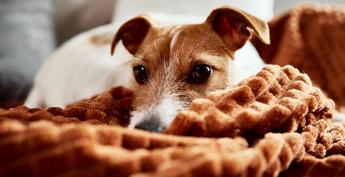 problemi urinari nel cane, alimentazione urinary per cani, forza 10 urinary cane, v-diet urinary cane,