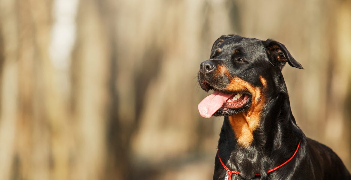 rottweiler, rottweiler cucciolo, rottweiler prezzo, cane rottweiler,