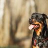 rottweiler, rottweiler cucciolo, rottweiler prezzo, cane rottweiler,