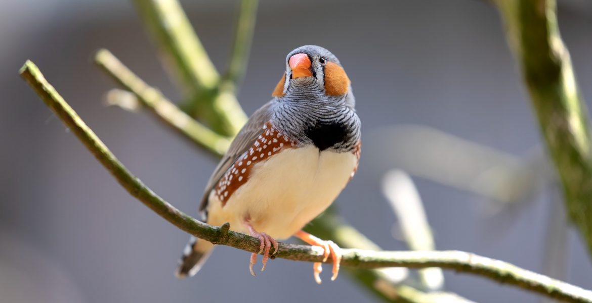 Uccellini diamantini, uccellini domestici,