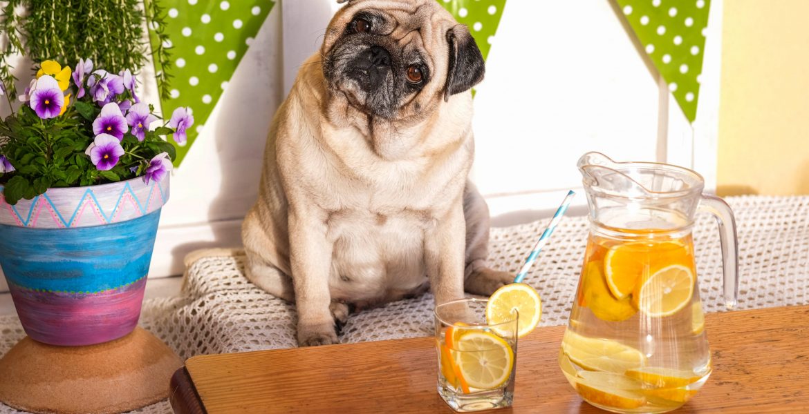 Cibo umido per cani in sovrappeso, migliori crocchette per cani in sovrappeso, alimentazione cani in sovrappeso, crocchette per cani in sovrappeso, cibo per cani obesi, cibo per cane obeso,