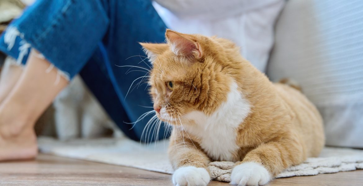 cibo per gatti anziani, miglior cibo umido per gatti anziani, cibo liquido per gatti anziani, forza 10 per gatti anziani, natural trainer cibo per gatti anziani, monge cibo per gatti anziani,