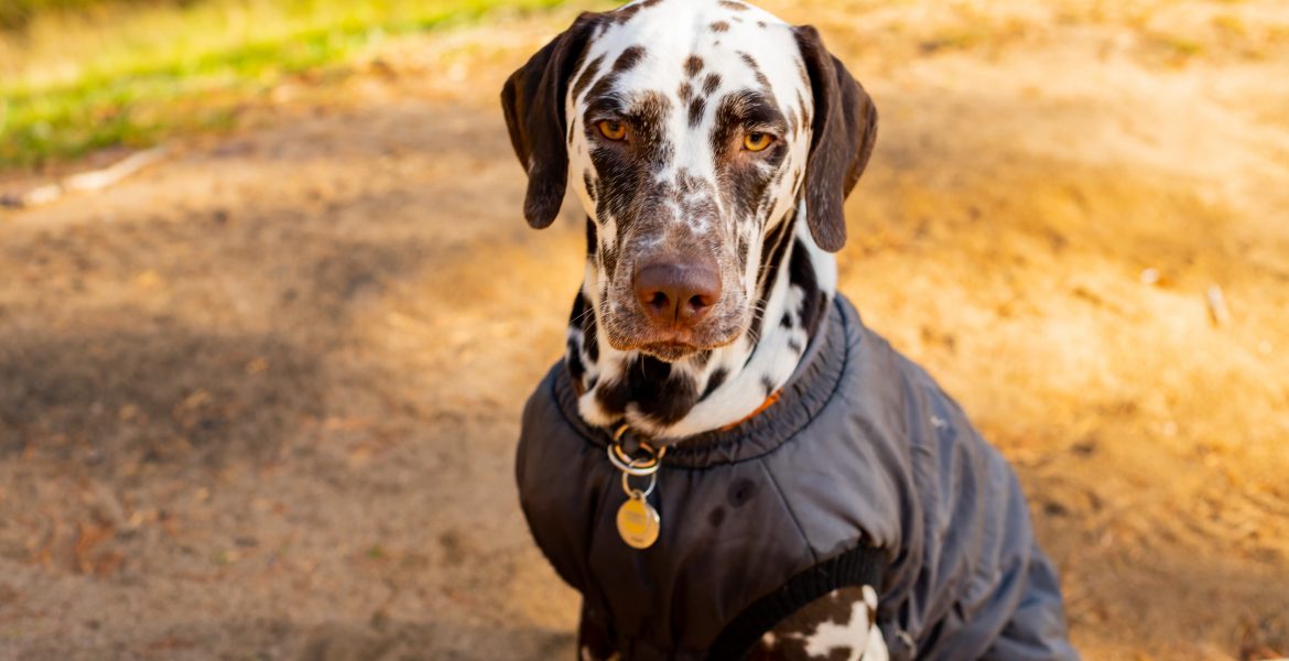 abbigliamento cani, impermeabili per cani,