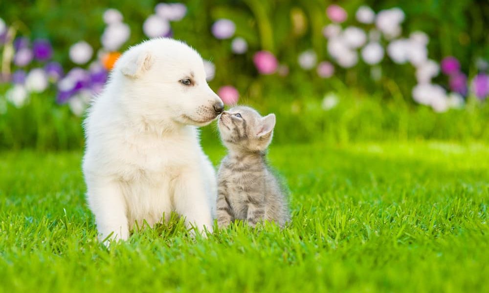 Puppy cuccioli, kitten gattini, puppy e kitten, linea puppy,