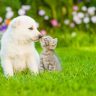 Puppy cuccioli, kitten gattini, puppy e kitten, linea puppy,