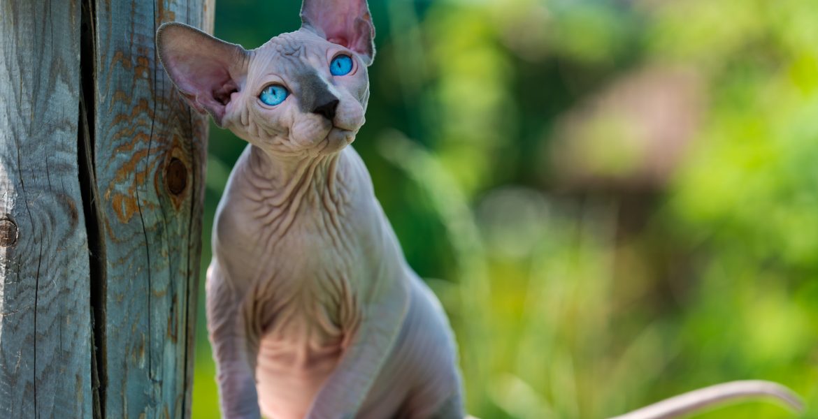 gatto sphynx,