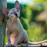 gatto sphynx,