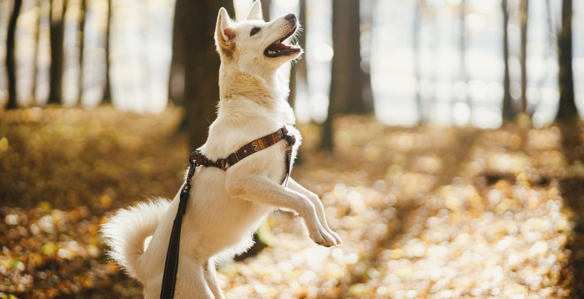 collari, guinzagli, pettorine,