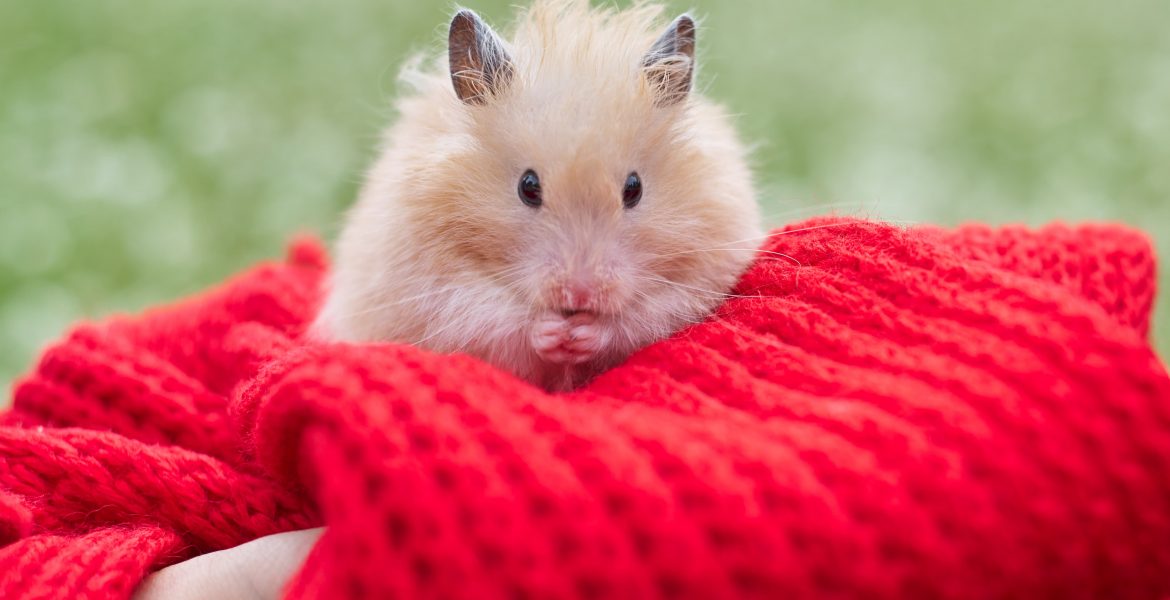 criceto dorato, gabbia perfetta per criceti, mangime per criceti,