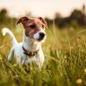 Jack Russell,