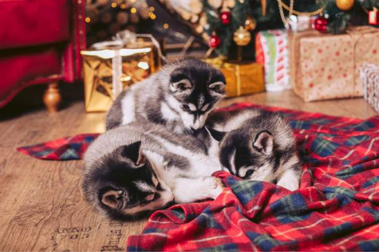 Cani che giocano con la copertina