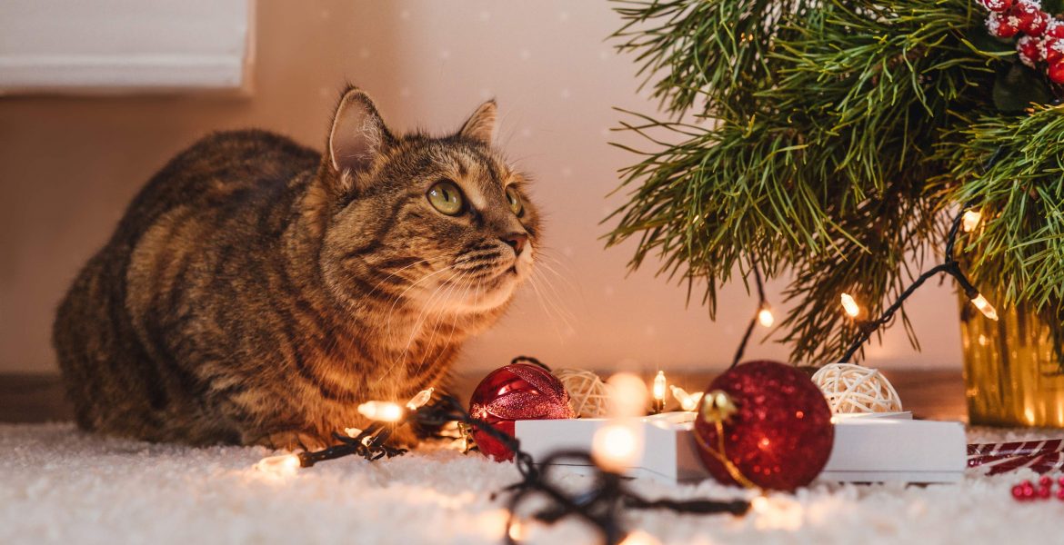 albero di natale gatto,