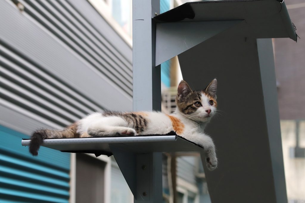 Giochi fatti a mano per gatti