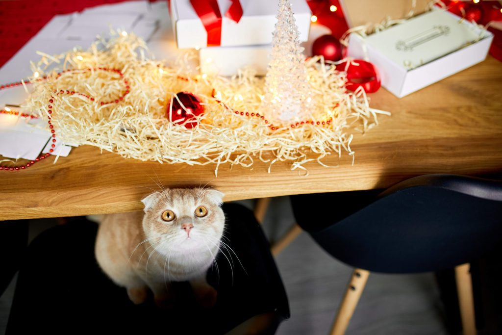 come fare l'albero quando c'è un gatto in casa
