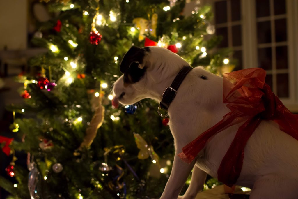 come passare il natale con il tuo pet