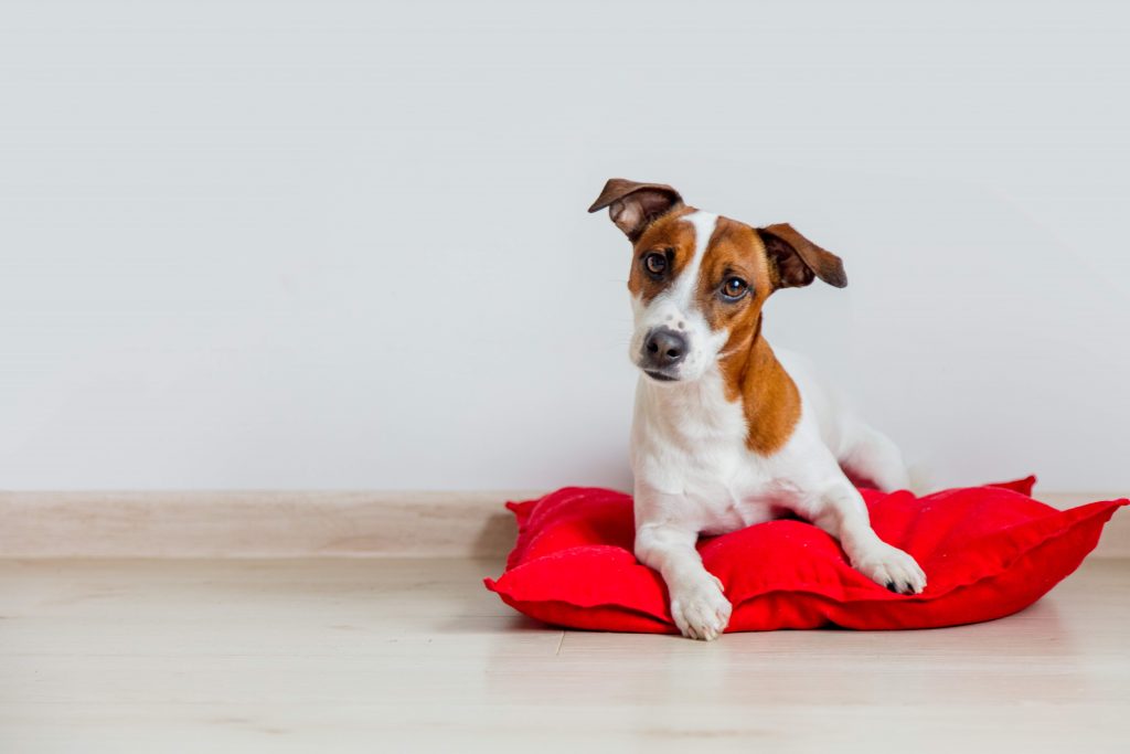 cuccia per cane inverno